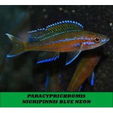 PARACYPRICHROMIS NIGRIPINNIS BLUE NEON 4-5 CM