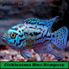 Cichlasoma Blue Dempsey