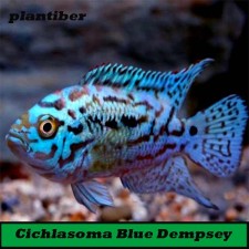 Cichlasoma Blue Dempsey