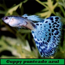 Guppy punteado azul esmeralda (macho)