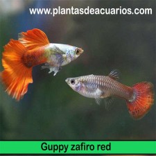 Guppy Dumbo zafiro red (pareja)