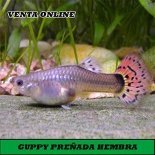 Guppy hembra preñada