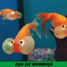 OJO DE BURBUJA NARANJA 5 cm