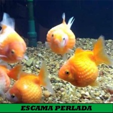 Escama perlada