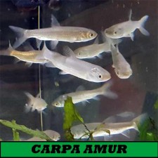 Carpa Amur 6 cm