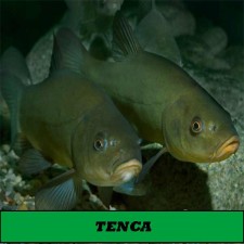 TENCAS  8-9 CM