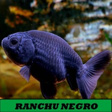 Oranda Ranchu negro clase AAA