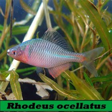 Rhodeus sericeus