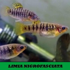 LIMIA NIGROFASCIATA