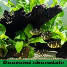 Gourami chocolate (Sphaerichtys Selatanensis)