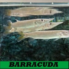 Ctenolucius hujeta. Barracuda.