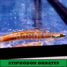 stiphodon ornatus (Gobio come algas negras)