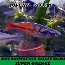 MELANOTAENIA BOESEMANI SUPER ORANGE