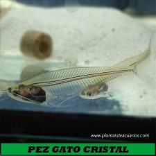 Pez gato de cristal. Krytopterus bicirrhis