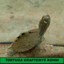 TORTUGA GRAPTEMYS KOHNI. TORTUGA MAPA