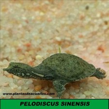PELODISCUS SINENSIS 3,5 cm
