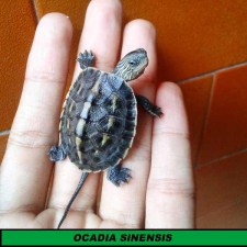 TORTUGA ASIATICA OCADIA SINENSIS