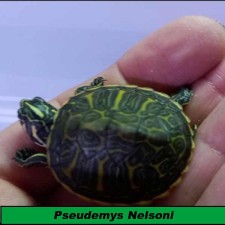 Pseudemys Nelsoni