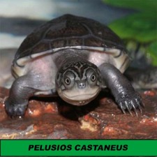 PELUSI0S CASTANEUS