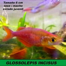 GLOSSOLEPIS INCISUS