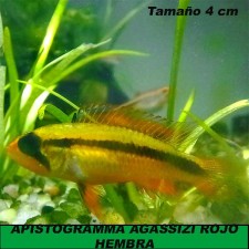 APISTOGRAMMA AGASSIZI ROJO hembra