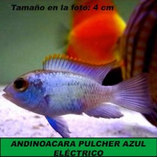 ANDINOACARA PULCHER AZUL ELÉCTRICO