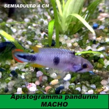 Apistogramma pandurini MACHO