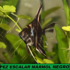 Escalar mármol negro 3-4 cm