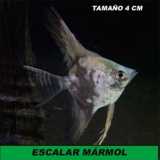 Escalar mármol 3,5 cm