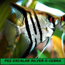 Escalar silver 4 cm