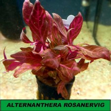 Alternanthera polysperma rosanervig