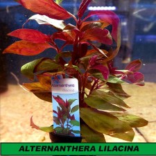 Alternathera lilacina