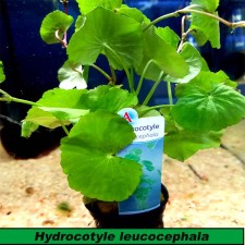 Hydrocotyle leucocephala