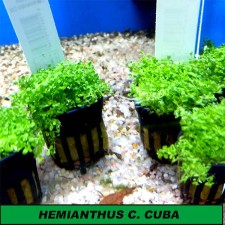 Hemianthus callitrichoides "cuba"