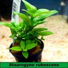 Staurogyne rubescens