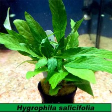 Hygrophila corymbosa var salicifolia