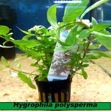 Hygrophila polysperma (oxigenante)