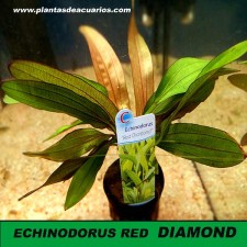 Echinodorus Red Diamond