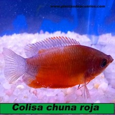 Colisa chuna roja