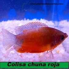 Colisa chuna roja