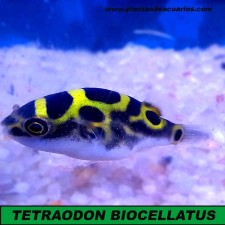 Pez globo Tetraodon Biocellatus (agua dulce)