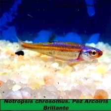 Notropis chrosomus. Pez Arcoiris Brillante 4 cm