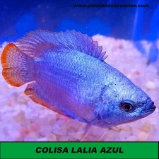 Colisa lalia azul