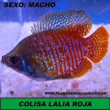 Colisa lalia var. roja macho