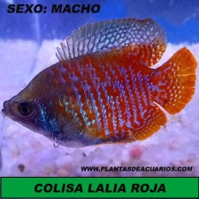 Colisa lalia var. roja macho