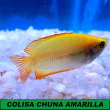 Colisa chuna amarilla