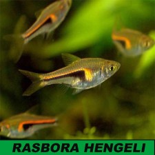 Rasbora hengeli