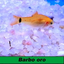 Barbo oro (PUNTIUS SACHI)