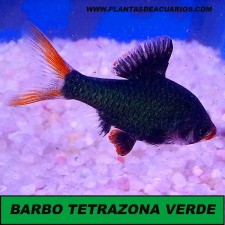 BARBO TETRAZONA VERDE 1.5-2.5 CM