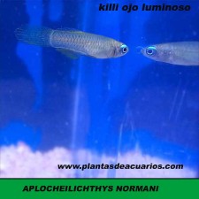 APLOCHEILICHTHYS NORMANI (OJO LUMINOSO)